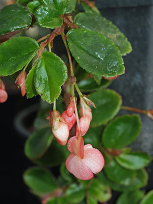 BEGONIA FOLIOSA var.MINIATA PINK FLOWERED