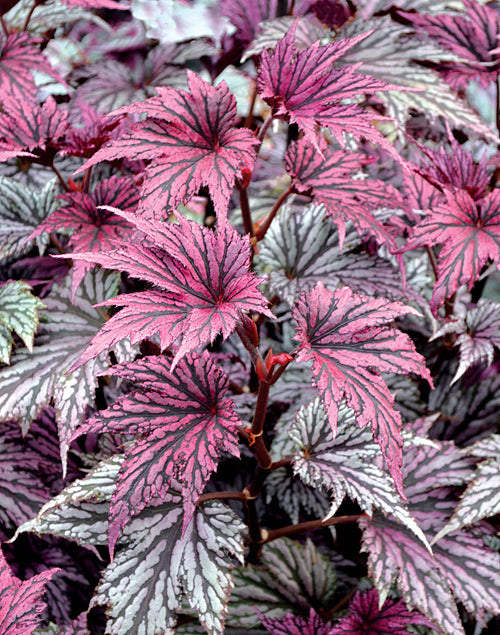 BEGONIA 'GARDEN ANGEL BLUSH'