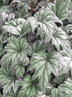 BEGONIA 'METALLIC MIST'