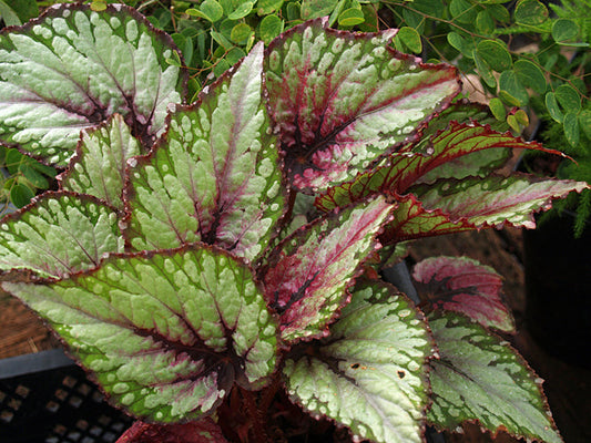 BEGONIA REX