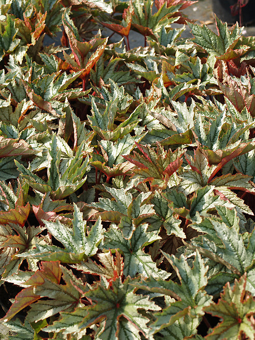 BEGONIA 'SILVER SPLENDOR'