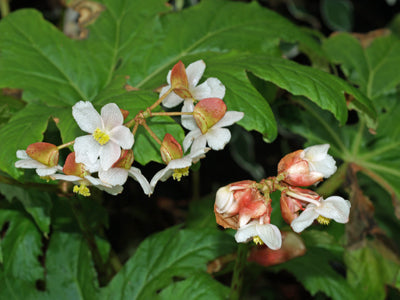 BEGONIA PANCHTHARENSIS B&SWJ 2692
