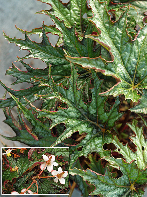 BEGONIA SIKKIMENSIS