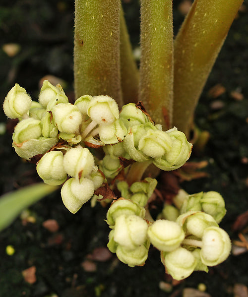 BEGONIA SILHETENSIS subsp.MENGYANGENSIS