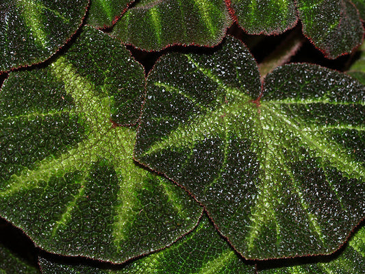 BEGONIA SOLIMUTATA