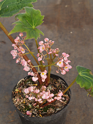 BEGONIA SP. Chen Yi 5.