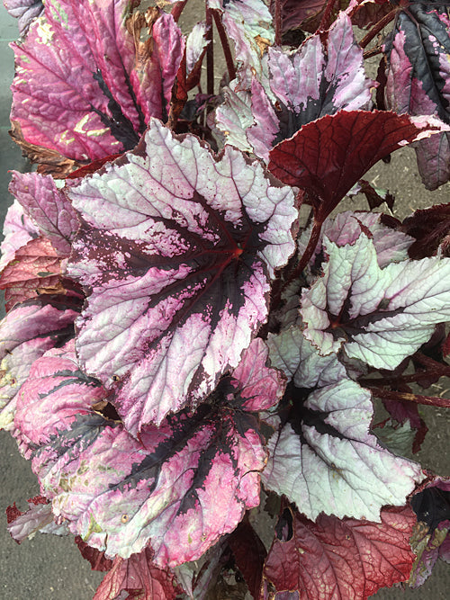 BEGONIA 'ST. KEW'