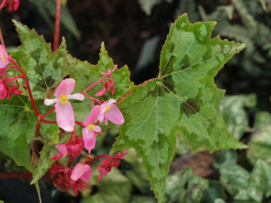 BEGONIA TALIENSIS EDHCH 042