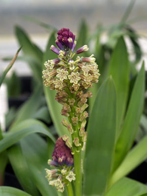 BELLEVALIA SP.JCA 17257