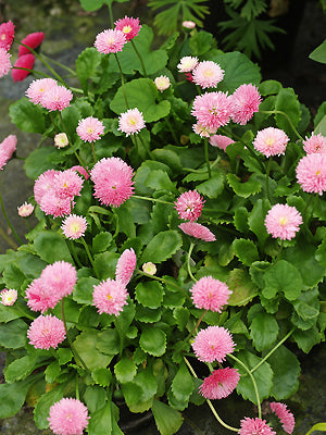 BELLIS PERENNIS 'ALICE'