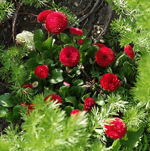 BELLIS PERENNIS 'BIG BOB'