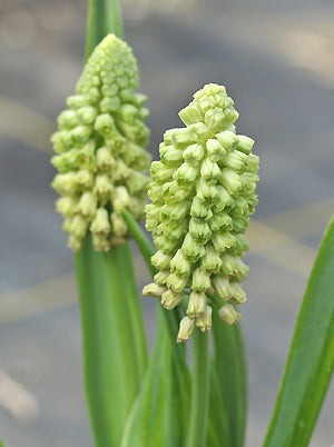 BELLEVALIA 'CREAM PEARL'
