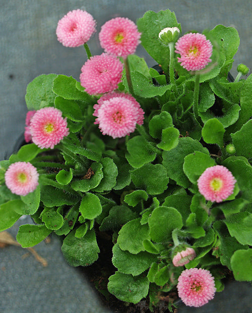 BELLIS PERENNIS 'DRESDEN CHINA'
