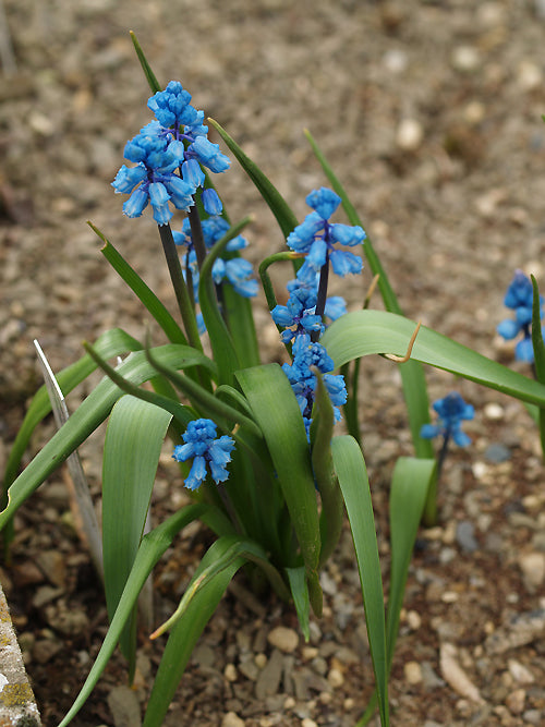 BELLEVALIA FORNICULATA