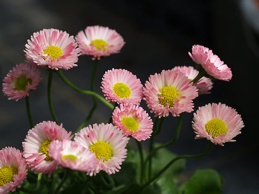 BELLIS PERENNIS OLD CULTIVAR