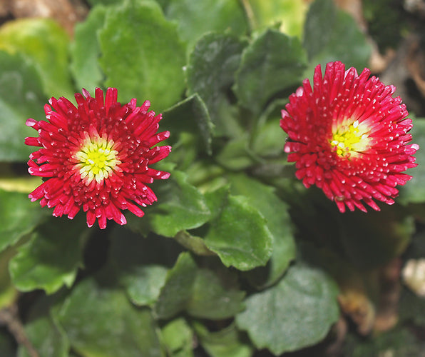 BELLIS PERENNIS 'ROB ROY'