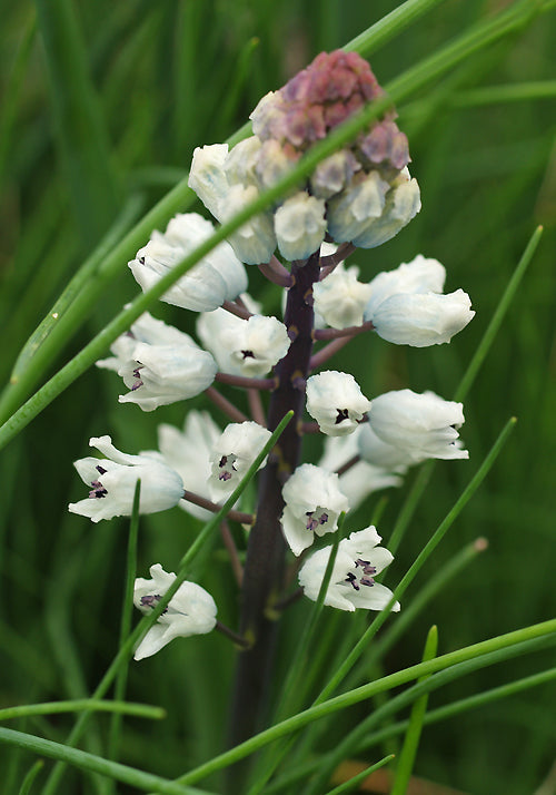 BELLEVALIA SPICATA