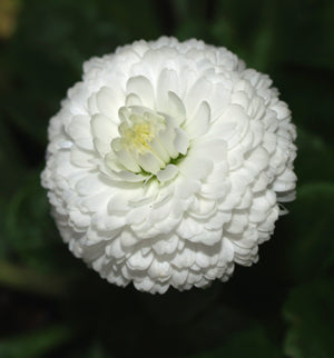 BELLIS PERENNIS 'MISS MASON'