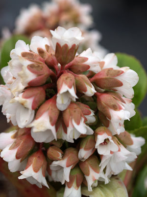 BERGENIA 'BRESSINGHAM WHITE'