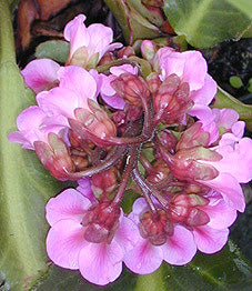 BERGENIA CORDIFOLIA