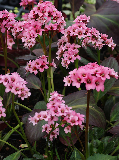 BERGENIA 'PINK DRAGONFLY'