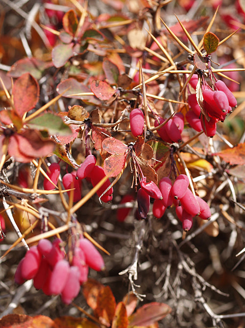 BERBERIS AETNENSIS