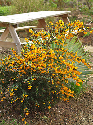 BERBERIS DARWINII 'COMPACTA'