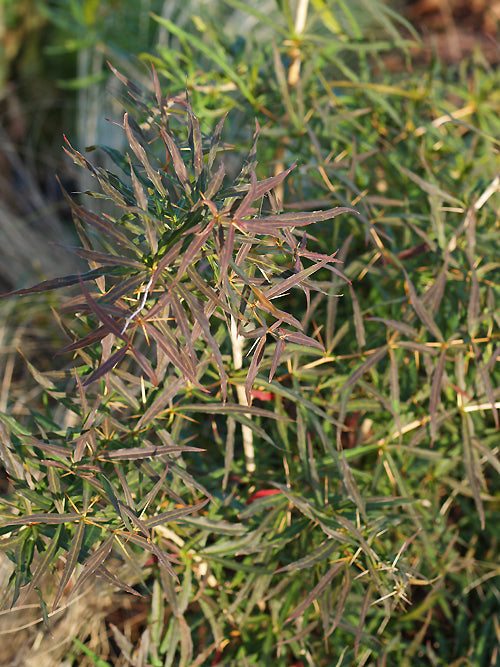 BERBERIS GAGNEPAINII var.LANCEIFOLIA 'FERNSPRAY'