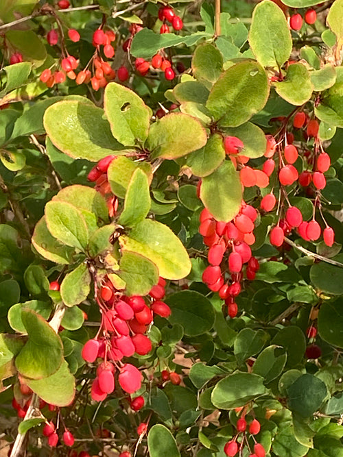 BERBERIS JAMESIANA