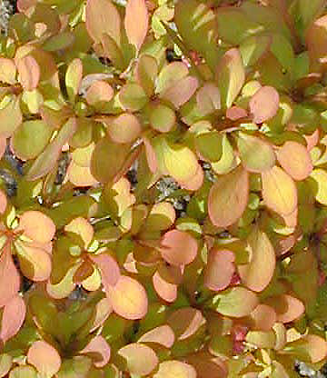 BERBERIS THUNBERGII 'PETARAD'