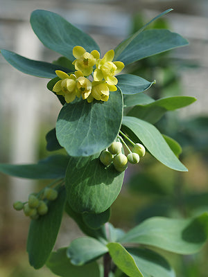 BERBERIS TEMOLAICA