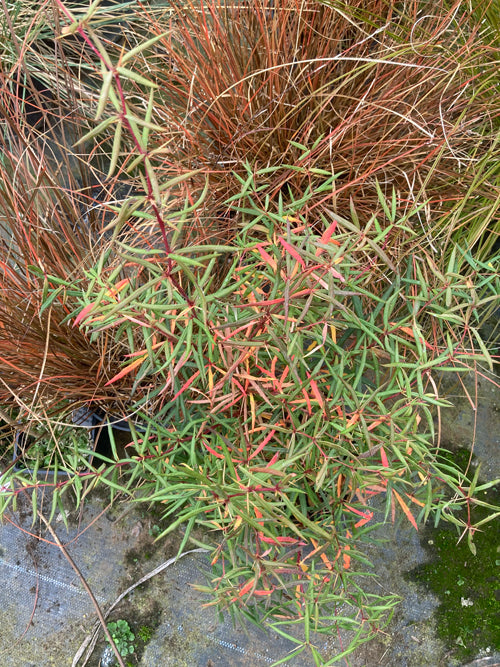 BERBERIS TRICANTHOPHERA 'CALLY ROSE'