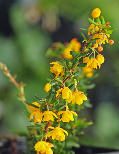 BERBERIS x STENOPHYLLA 'CORALLINA COMPACTA'