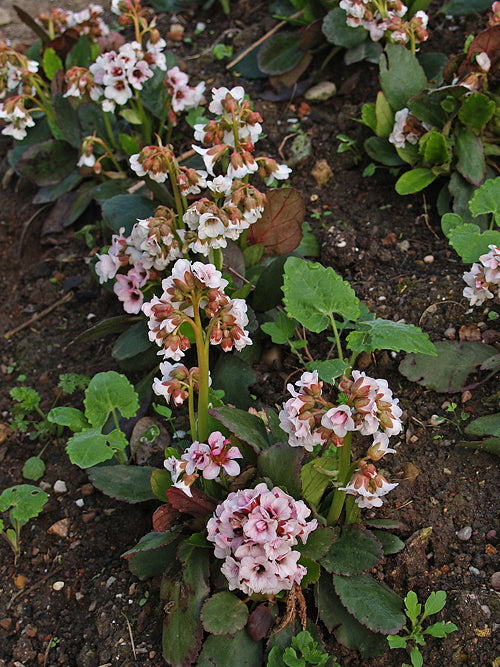 BERGENIA 'ANGEL KISS'