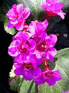 BERGENIA 'ABENDGLUT'