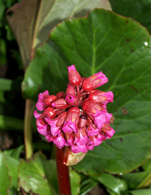 BERGENIA 'ADMIRAL'