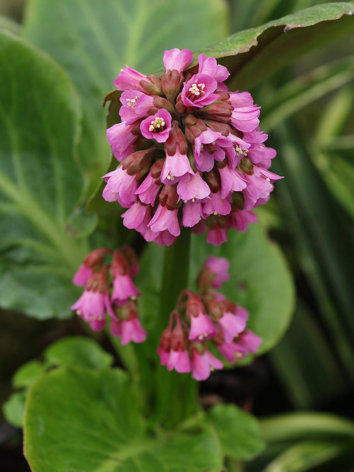 BERGENIA aff.PURPURASCENS ACE 2175