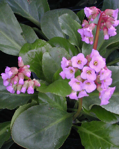 BERGENIA 'BABY DOLL'