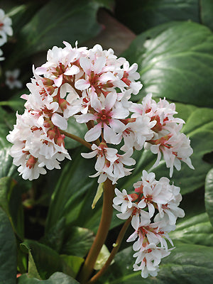 BERGENIA 'BRITTEN'