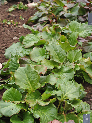 BERGENIA BALLAWLEY HYBRID from Kayes
