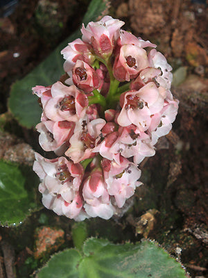 BERGENIA CYANEA