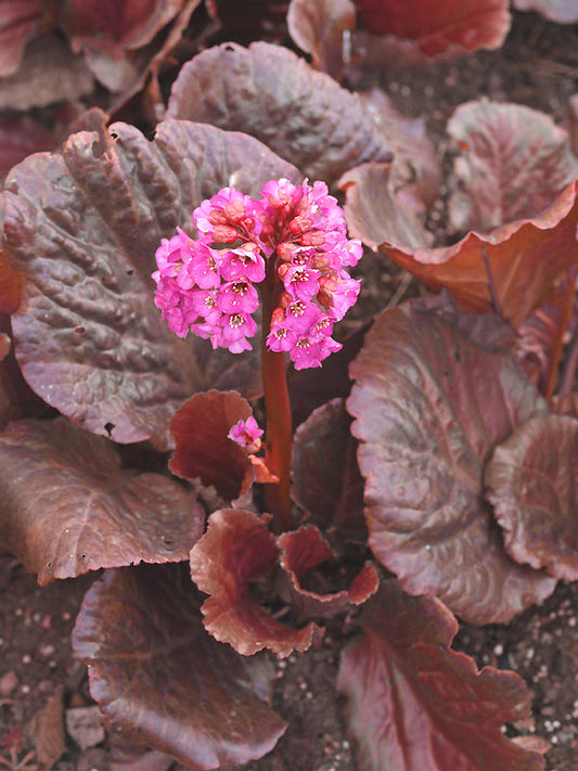 BERGENIA 'EDEN'S DARK MARGIN'