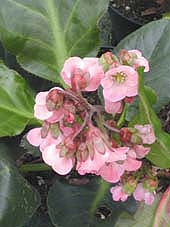 BERGENIA 'FLORE PLENO'