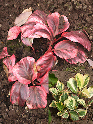 BERGENIA 'SOLAR FLARE'