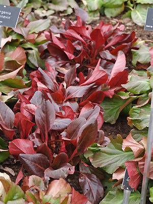 BERGENIA PURPURASCENS 'GLASNEVIN'