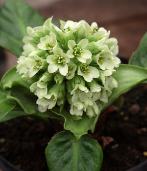 BERGENIA 'ICE QUEEN'