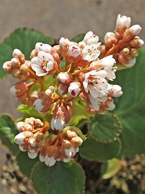 BERGENIA PACUMBIS CC 1793