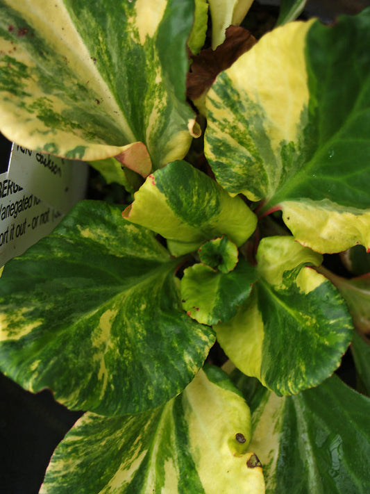 BERGENIA 'PETER JACKSON'