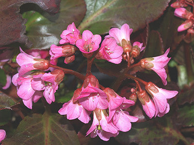 BERGENIA 'ROSI KLOSE'