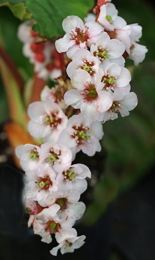 BERGENIA 'SCHNEEKOENIGEN'